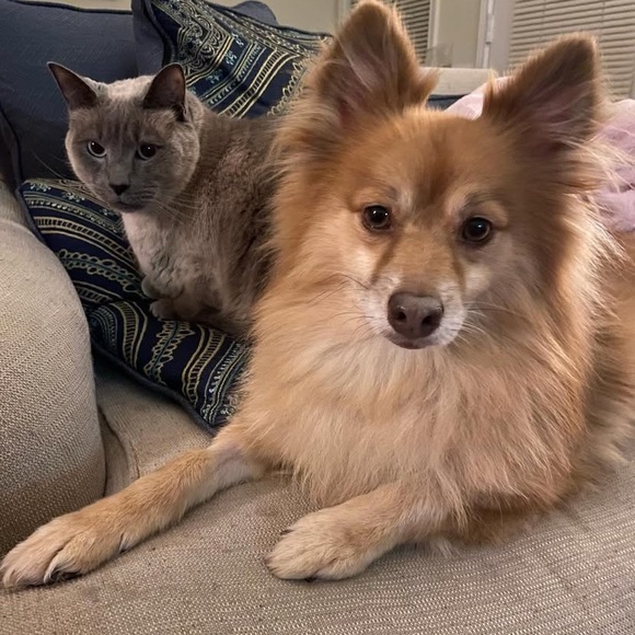 Meet your Posher, Gina - Picture 2 of 5